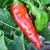 NuMex Sandia Select Hot Peppers HP169-20_Base