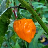 NuMex Suave Orange Pepper Seeds HP1816-10_Base