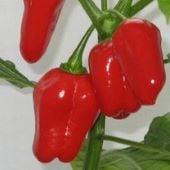 NuMex Suave Hot Peppers (Red) HP1817-10