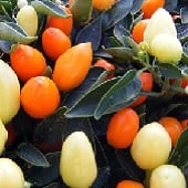 NuMex Thanksgiving Pepper Seeds HP2270-20_Base