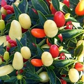 NuMex Valentine's Day Pepper Seeds HP2266-20_Base