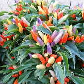 NuMex Easter Hot Peppers HP2237-10