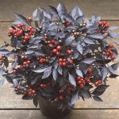 Onyx Red Ornamental Pepper Seeds HP2463-10_Base