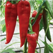 Paprika Hot Peppers HP315-20_Base