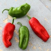 Pimiento de Padron Hot Peppers HP1157-20_Base