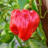 Real Deal Pepper Seeds HP2547-10_Base