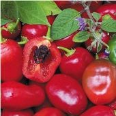 Rocoto Hot Peppers (Red) HP201-10