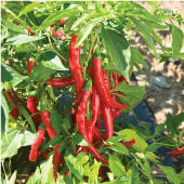 Red Flame Pepper Seeds HP2431-20_Base