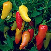 Rio Grande Hot Peppers HP273-20