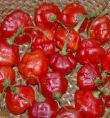 Rocotillo Pepper Seeds HP1061-10_Base