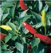 Super Chili Pepper Seeds HP226-10_Base