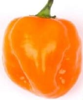 Sweet Imposter Pepper Seeds HP2531-10_Base