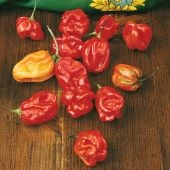 Sweet Red Habanero Pepper Seeds HP1697-20_Base