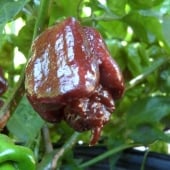 Trinidad Scorpion Chocolate Pepper Seeds HP2230-10_Base