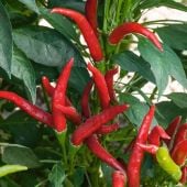 Thai Red Hot Peppers HP869-10