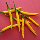 Thai Hot Peppers (Yellow) HP403-10
