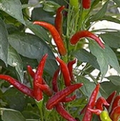 Thai Hot Culinary Pepper Seeds HP2307-20_Base