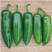 Tricked You Jalapeno Pepper Seeds HP2424-10_Base
