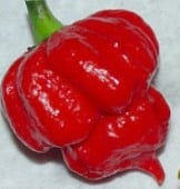 Trinidad Scorpion Red Pepper Seeds HP2052-10_Base