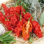 Wicked Ghost Pepper Seeds HP2434-10_Base