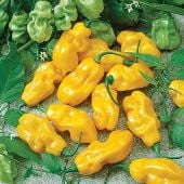 Yellow Sweet Habanero Pepper Seeds HP2430-10_Base