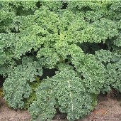 Dwarf Siberian Improved Kale Seeds KL4-750_Base
