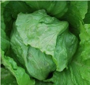 Great Lakes 118 Lettuce Seeds LC17-750_Base