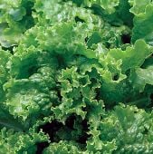 Green Ice Lettuce Seeds LC29-750_Base
