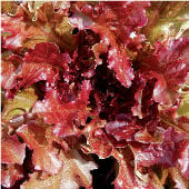Salad Bowl Lettuce (Red) LC23-100