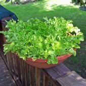 Salad Bowl Green Lettuce Seeds LC22-750_Base
