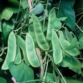 Wood's Prolific Lima Bean Seeds BN52-50_Base