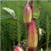 Hill Country Red Okra Seeds OK14-50_Base