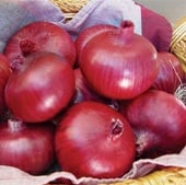 Chianti Onions ON51-100