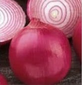 Red Grano Onion Seeds ON39-250_Base