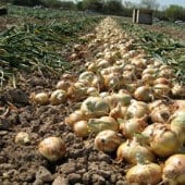 Texas Grano 1015Y Onion Seeds ON52-250_Base