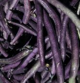 Louisiana Purple Pod Bean Seeds BN108-25_Base
