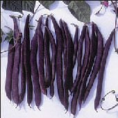 Purple Podded Pole Beans BN91-50