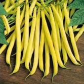 Top Notch Golden Wax Bean Seeds BN63-50_Base
