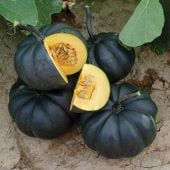Black Kat Pumpkins PM62-10