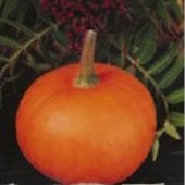 Little October Pumpkin Seeds PM40-10_Base