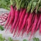 Fire Candle Radishes RD51-100