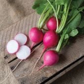Pink Beauty Radishes RD24-50