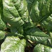 Bloomsdale Long Standing Spinach Seeds SN1-100_Base