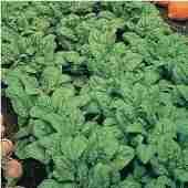Early Hybrid No 7 Spinach SN9-50_Base