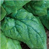 Giant Nobel Spinach Seeds SN8-100_Base