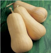 Early Butternut Squash Seeds SQ61-10_Base
