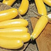 Golden Zucchini Squash Seeds SQ85-20_Base