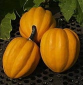 Table Gold Squash Seeds SQ30-10_Base