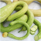 Tromboncino Zucchini Squash Seeds SQ40-10_Base