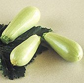 Vegetable Marrow White Squash Seeds SQ50-10_Base